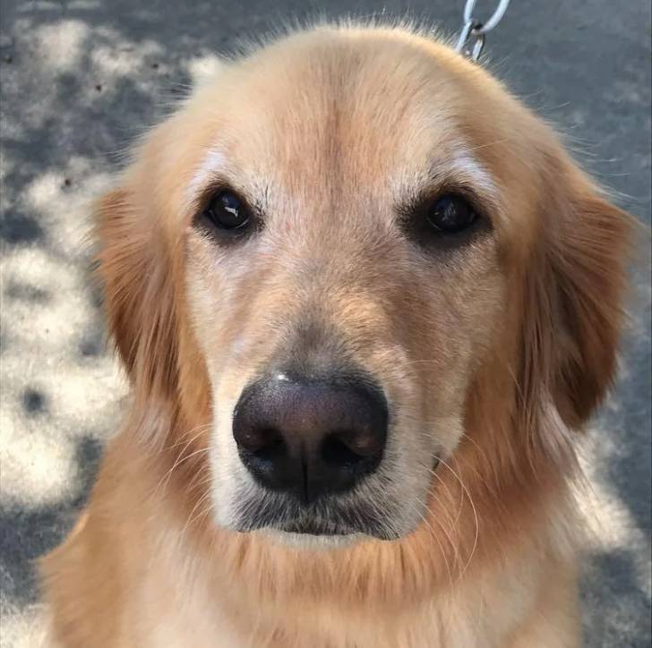 Un Miniature Golden Retriever au pelage fauve et blanc , tenu en laisse 