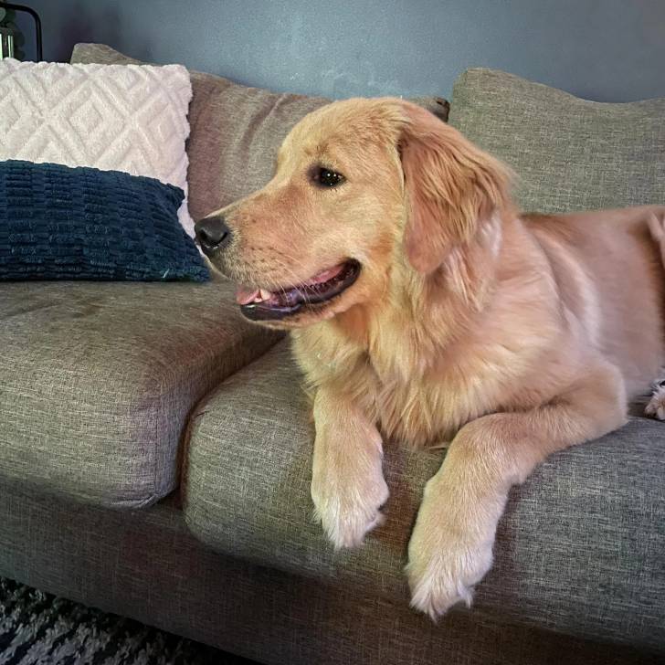Un Miniature Golden Retriever,allongé sur un canapé et semblant détendu 