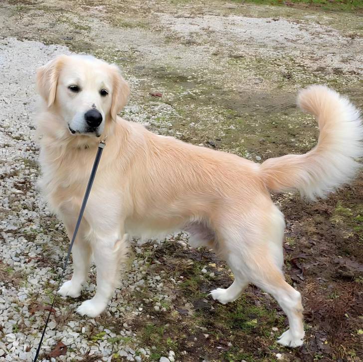 Un Miniature Golden Retriever au pelage bicolore,debout sur un sol recouvert de caillasse et tenu en laisse 