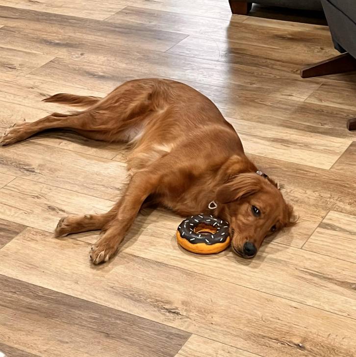 Un Miniature Golden Retriever au pelage bicolore,allongé sur un plancher de bois et portant un collier autour du cou 