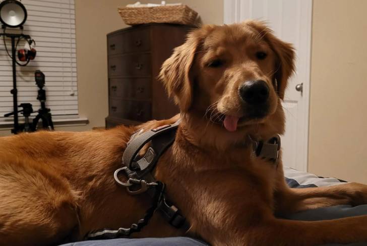 Un Miniature Golden Retriever au pelage fauve, allongé et portant un harnais 