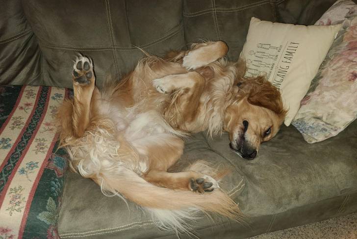 Un Miniature Golden Retriever au pelage bicolore, allongé sur un canapé et semblant s'amuser