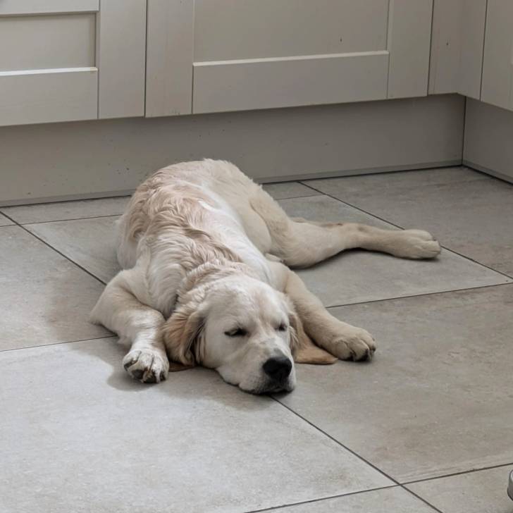 Un Miniature Golden Retriever au pelage bicolore,allongé sur un sol carrelé et semblant détendu 