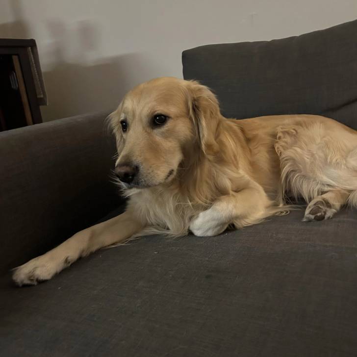 Un Miniature Golden Retriever au pelage bicolore,allongé sur un lit et semblant détendu 