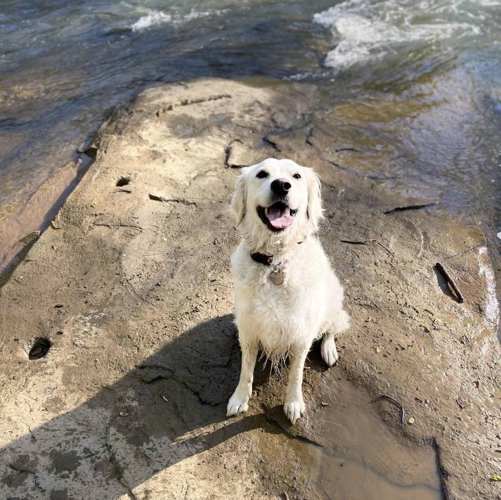 Un Miniature Golden Retriever au pelage blanc,portant un collier autour du cou et ayant la gueule ouverte