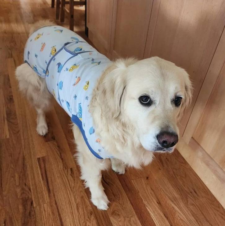 Un Miniature Golden Retriever au pelage blanc,debout sur un plancher de bois et vêtu d'un habit 