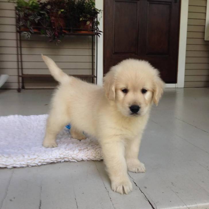 Un Miniature Golden Retriever au pelage blanc,debout sur un plancher de bois et semblant détendu 