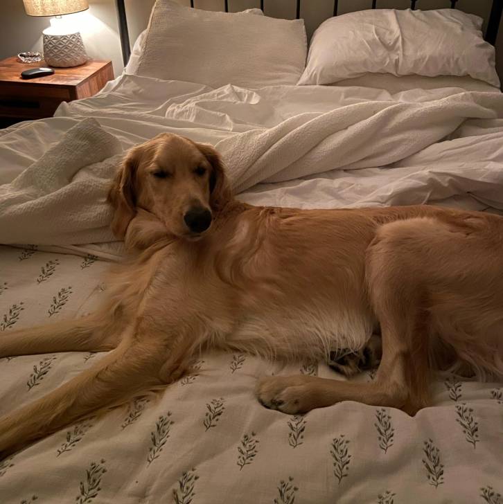 Un Miniature Golden Retriever au pelage bicolore,allongé dans un lit et semblant détendu 