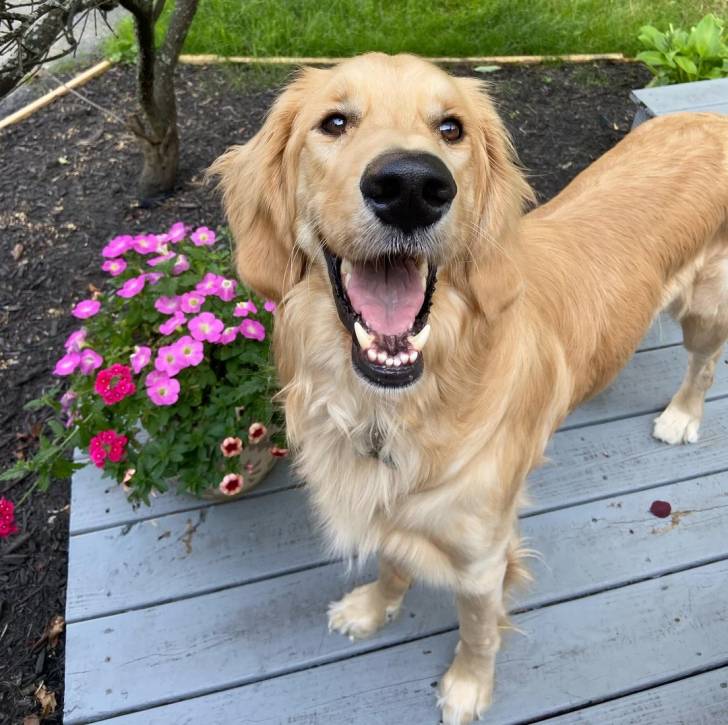 Un Miniature Golden Retriever,debout sur un plancher de bois en ayant la gueule ouverte 
