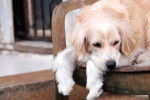 Un Miniature Golden Retriever au pelage sable, allongé dans un fauteuil 