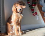 Un Miniature Golden Retriever au pelage fauve, assis sur un sol en bois