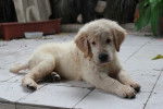 Un chiot Miniature Golden Retriever au pelage sable, allongé sur du carrelage