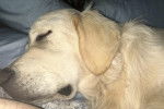 Un Miniature Golden Retriever  aux oreilles tombantes , allongé et semblant dormir