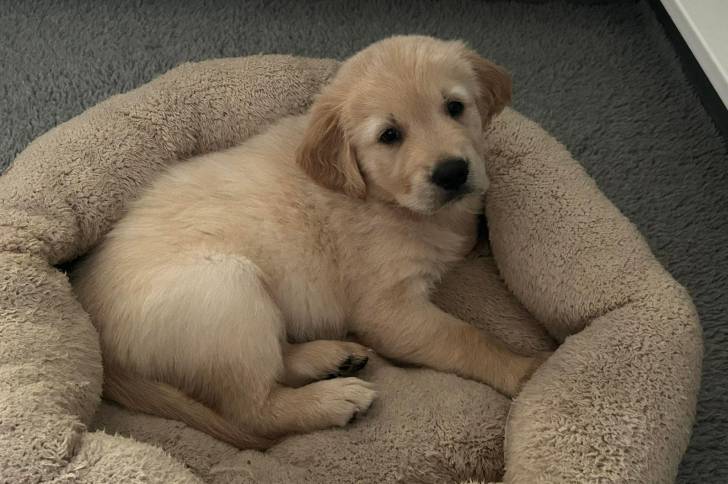 Un Miniature Golden Retriever au pelage blanc, allongé dans un panier et regardant vers la caméra 