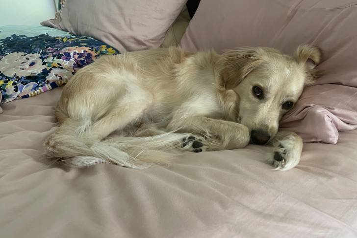 Un Miniature Golden Retriever allongé sur un lit