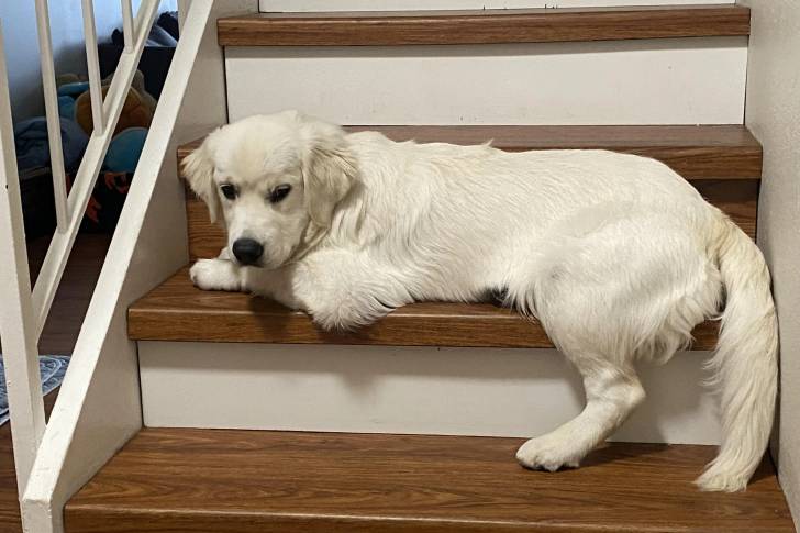 Un Miniature Golden Retriever au pelage blanc, allongé sur l'une des marches d'un escaliers et semblant détendu 