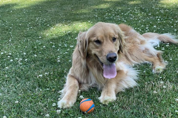 Un Miniature Golden Retriever au pelage bicolore, allongé sur un terrain herbeux et ayant la langue pendante