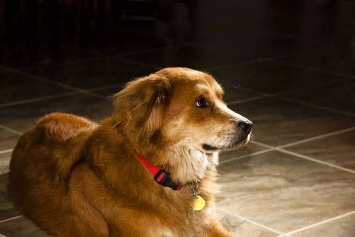 Un Miniature Golden Retriever au pelage doré, allongé sur un sol carrelé et portant un collier autour du cou 