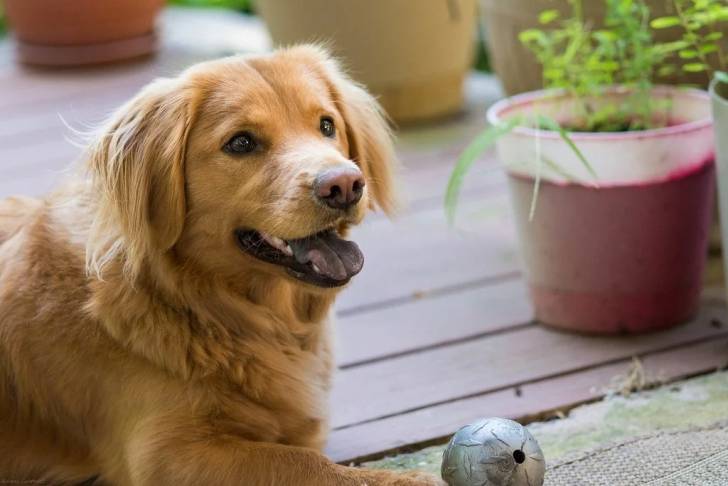 Un Miniature Golden Retriever allongé sur un plancher et ayant la gueule légèrement ouverte 