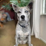 Un Pitsky au pelage tricolore, aux oreilles tendues, assis sur une moquette et portant un collier autour du cou.