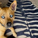  Un Pitsky au pelage brun terreux, aux yeux bleus allongés et qui porte un collier autour du cou.