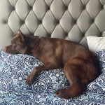 Un Pitsky à la fourrure brune allongée, portant un collier autour du cou.