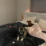  Un Pitsky au pelage tricolore aux oreilles dressées est allongé sur un lit et regarde la caméra.