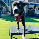 Un Pitsky au pelage bicolore, aux yeux bleus, debout sur une table et portant un harnais rose.