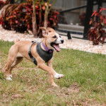 Un Pitsky à pelage bicolore court sur une surface gazonnée, portant un collier rose et un harnais noir.