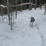 Un Pitsky au pelage bicolore court dans la neige et ouvre légèrement la gueule.