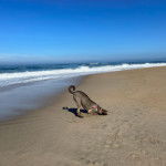  Un Pitsky à pelage brun pose la tête dans le sable et portant un harnais.