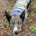 Un Pitsky de pelage tricolore, aux oreilles dressées, se tient debout sur une surface couverte de feuilles mortes et qui  porte un habit bicolore.