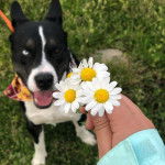 Un Pitsky de pelage bicolore est assis sur une surface gazonnée, il ouvre la gueule et regarde des tournesols et porte un bandana autour du cou.