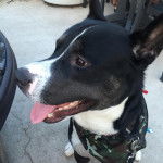 Photo d’un Pitsky à pelage bicolore assis avec la langue pendante hors de sa gueule et portant un harnais.