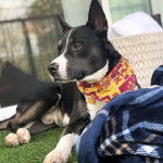 Un Pitsky bicolore est allongé sur une surface gazonnée, et il porte un bandana autour du cou.