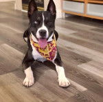 Un Pitsky au pelage bicolore est allongé sur un sol en bois, la langue pendante hors de sa gueule. Il porte un bandana bicolore.