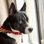 Un Pitsky à la robe bicolore est assis devant une vitrine, il porte un collier et un bandana autour du cou.