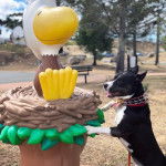 Un Pitsky au pelage bicolore avec des oreilles dressées, debout sur ses deux pattes arrière et la langue pendante. Il porte un collier autour de son c