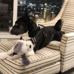 Un Pitsky bicolore allongé sur un canapé, tenant une peluche dans ses pattes et portant un harnais noir.