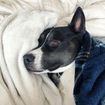 Un Pitsky au pelage bicolore se tient allongé, portant un médaillon en forme d’os et couvert d’un manteau.