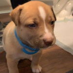  Photo d’un petit Pitsky à la fourrure bicolore assis sur une table de chevet et portant un collier bleu autour du cou.