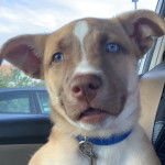 Un Pitsky de pelage bicolore aux oreilles tombantes portant un collier bleu autour du cou.