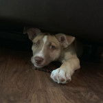 Un Pitsky au pelage bicolore, aux oreilles tombantes, allongé sur un sol en bois et qui regarde la caméra.