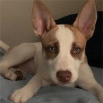 Un Pitsky à pelage bicolore, allongé et qui regarde la caméra