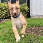 Un Pitsky de pelage brun et blanc court sur une surface gazonnée et porte un collier bleu autour du cou.