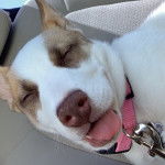 Un Pitsky allongé, portant un collier rose autour du cou, avec la langue légèrement pendante