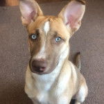 Photo d’un Pitsky tricolore aux oreilles tendues, assis sur un tapis et qui regarde la caméra.
