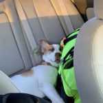  Un Pitsky à pelage bicolore, étendu sur le siège d’une voiture et qui semble dormir.