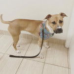 Un Pitsky au pelage bicolore est debout sur un sol carrelé, porte une laisse et un harnais.