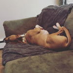  Un Pitsky à pelage bicolore allongé sur le dos et portant un collier autour du cou.